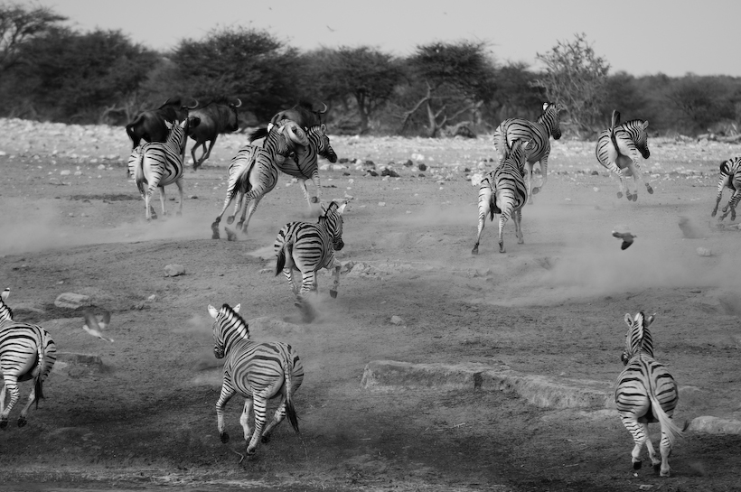 Zebras flee the waterhole. There was no reason that I could see for this stampede