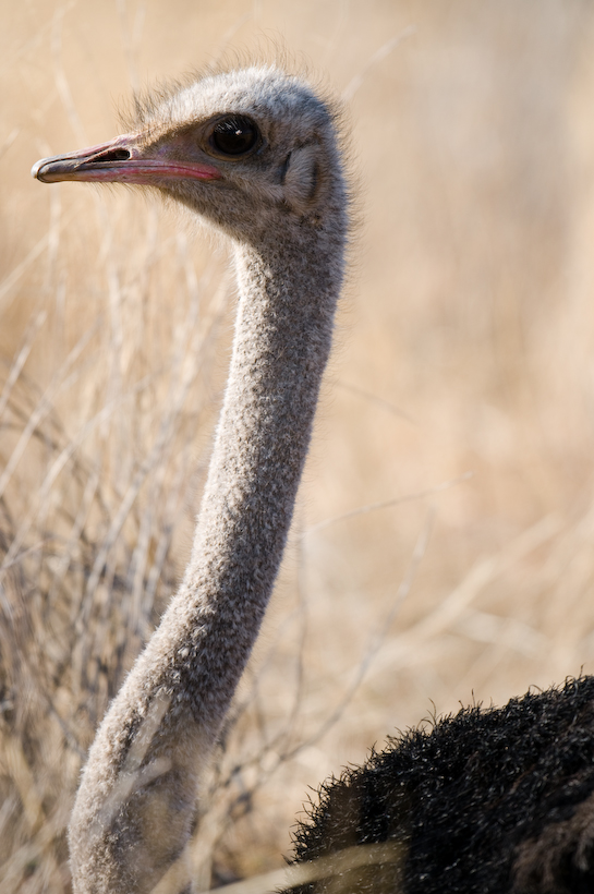 Ostrich, Namibia