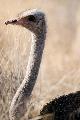 Ostrich, Namibia