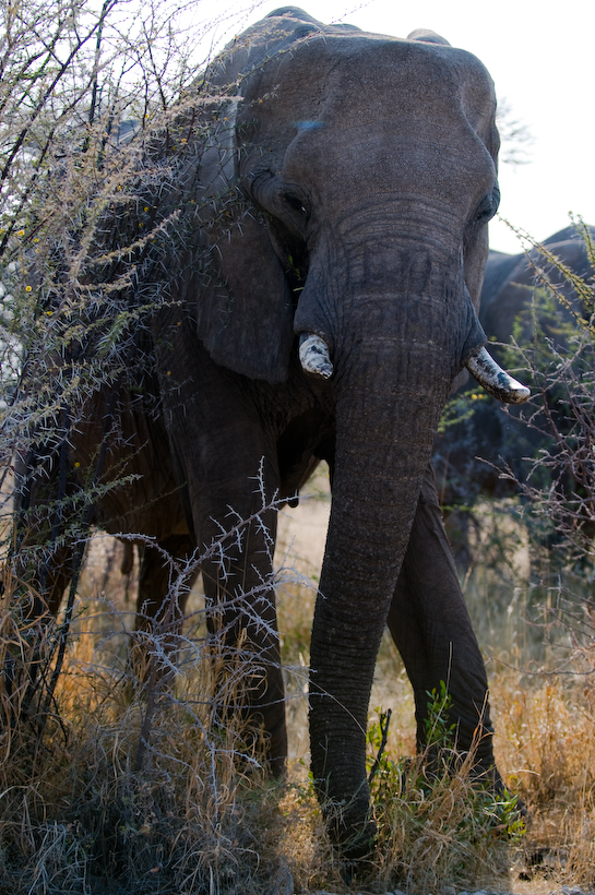 This African Elephant started at us from a few feet away for some time, before reversing back int...