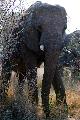 This African Elephant started at us from a few feet away for some time, before reversing back int...