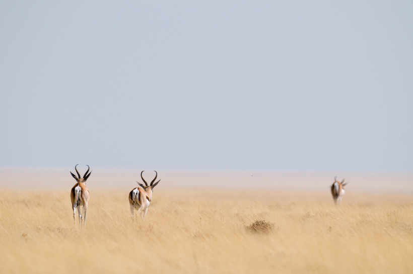 Sprinkbok, Etosha, Namibia