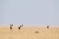 Sprinkbok, Etosha, Namibia