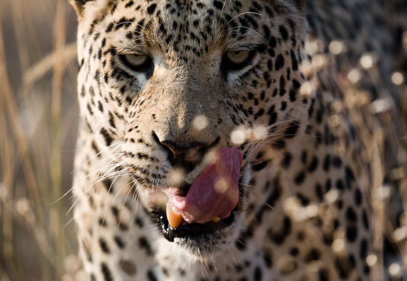 Leopard, Okonjima