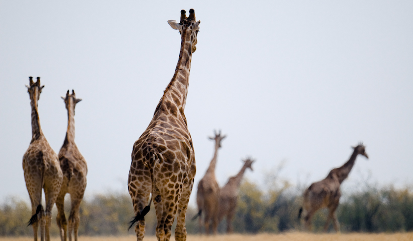 Giraffe, Etosha