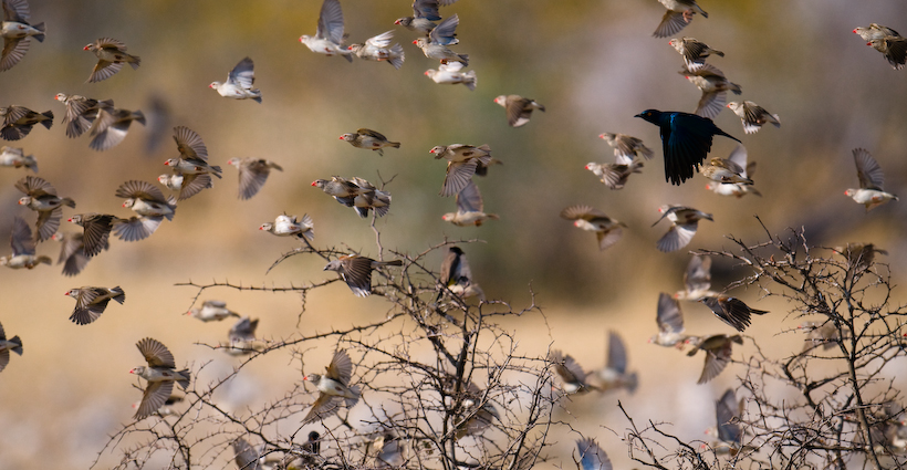 Shaft-tailed Whydah Vidua regia (with red beaks) and a Fork-tailed Drongo