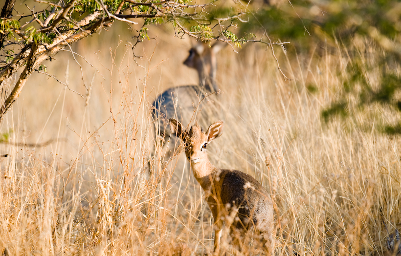 Steenboks, Namibia