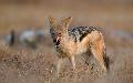 Black-backed Jackal Canis mesomelas, Etosha, Namibia