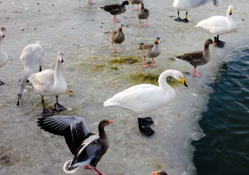 Iceland, Reykjavik. Tj�rnin pond near the city centre. A geothermal run-off keeps a small corner ...