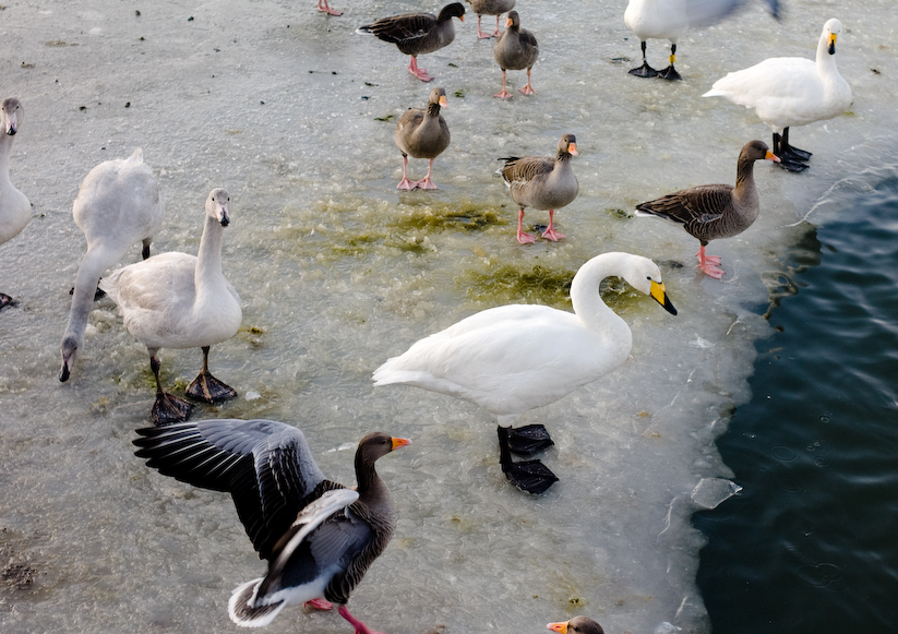 Iceland, Reykjavik. Tj�rnin pond near the city centre. A geothermal run-off keeps a small corner ...