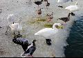 Iceland, Reykjavik. Tj�rnin pond near the city centre. A geothermal run-off keeps a small corner ...