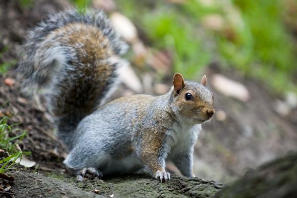 This squirrel is a mixture of grey and red. According to <a href="http://www.overthegardengate.ne...