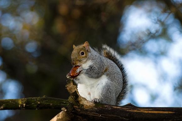 .. He decided that I wasn't and ate the nut right in front of me, rapidly chewing at the ends and...