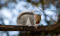 This squirrel was a few feet away when I took this picture. He  (she?) was unsure of whether or n...
