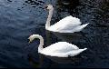 Swans on the Grand Union Canal, thanks to Conny for th...