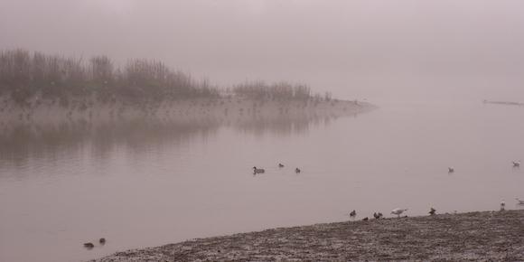 Ducks and seagulls in the early morning mist on the Thames
