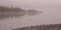 Ducks and seagulls in the early morning mist on the Thames
