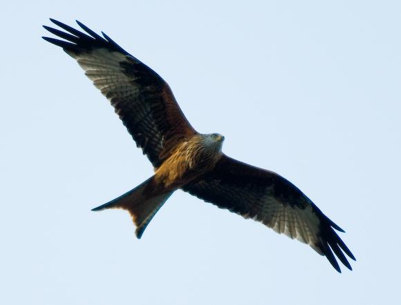 Red Kite over Stokenchurch village, Oxfordshire