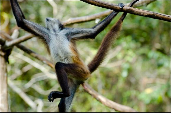 Guatemalean spider monkey