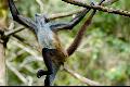 Guatemalean spider monkey