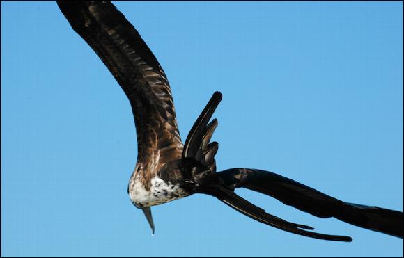 Nascah booby, Galapagos islands