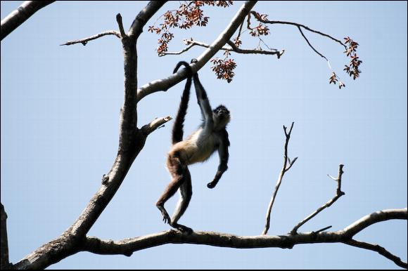 A spider monkey at the nature reserve at Lake Attitlan