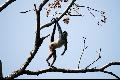 A spider monkey at the nature reserve at Lake Attitlan