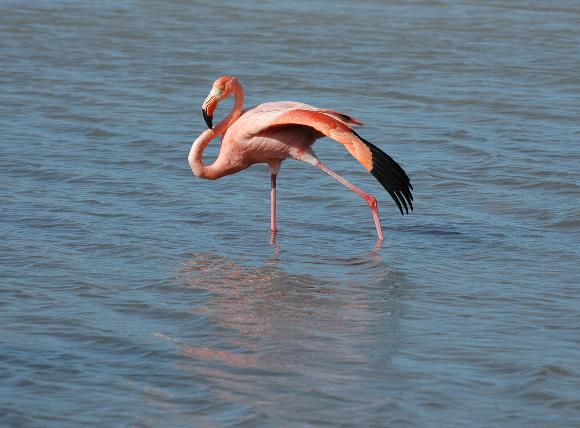 Flamingo in a lagoon on the Galapagos islands