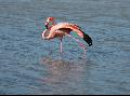 Flamingo in a lagoon on the Galapagos islands