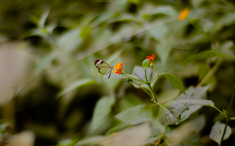 Glass-winged butterfly, 2006.